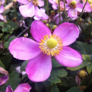 Anemone hupehensis 'Susan' 