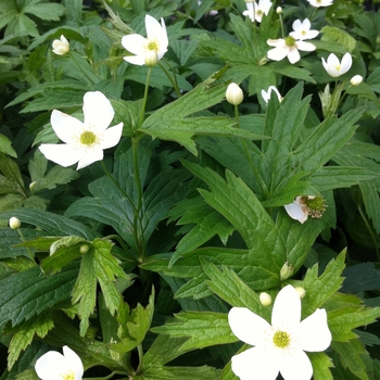 Anemone canadensis