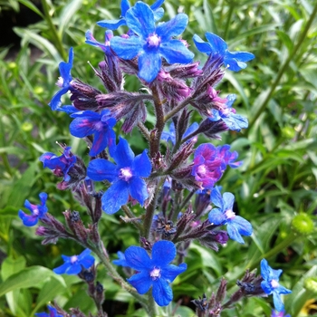 Anchusa azurea 'Loddon Royalist' 