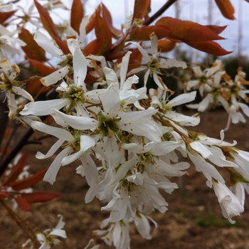 Amelanchier laevis 'Spring Flurry®'