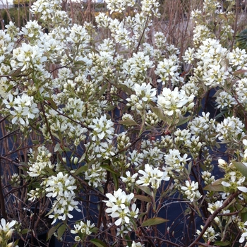 Amelanchier alnifolia 'Regent'