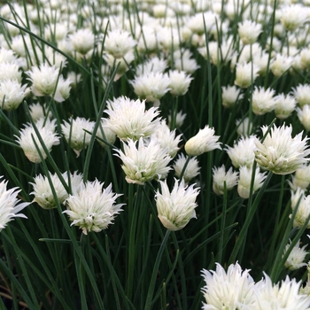 Allium schoenoprasum 'Snowcap' 