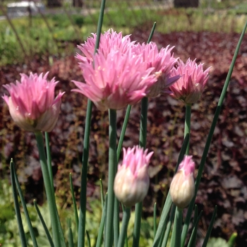 Allium schoenoprasum 'Rising Star'