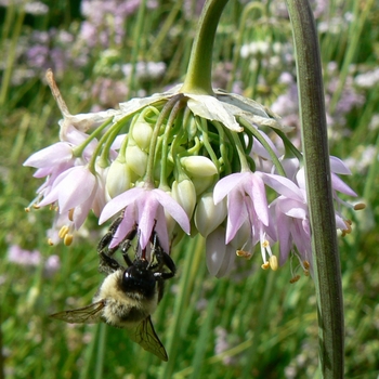 Allium cernuum 