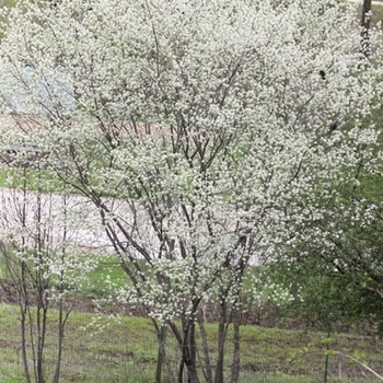 Amelanchier arborea