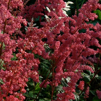 Astilbe x arendsii 'Fanal' 