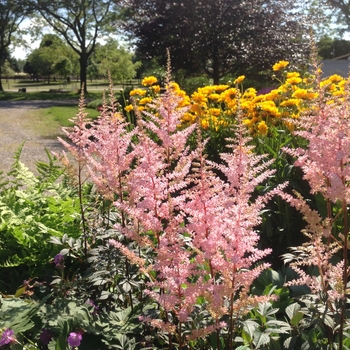 Astilbe x arendsii 'Erica' 