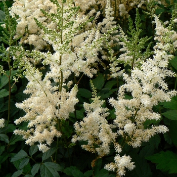 Astilbe x arendsii 'Diamond'