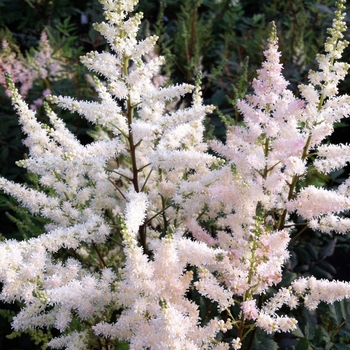 Astilbe x arendsii 'Bumalda'