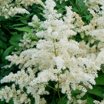 Astilbe x arendsii 'Bridal Veil®'