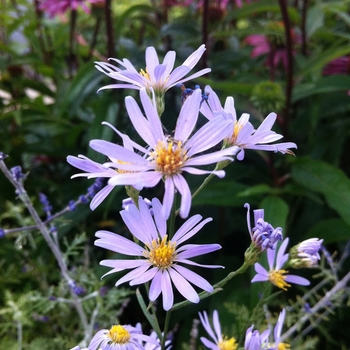 Aster oolentangiensis