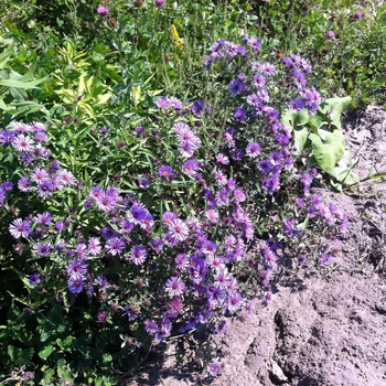 Aster novae-angliae