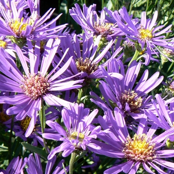 Aster laevis 'Blue Autumn'