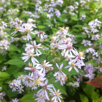 Aster cordifolius 