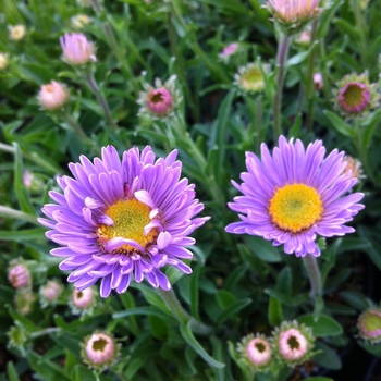 Aster alpinus var. vierhapperi