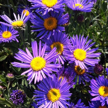 Aster alpinus 'Dark Beauty'