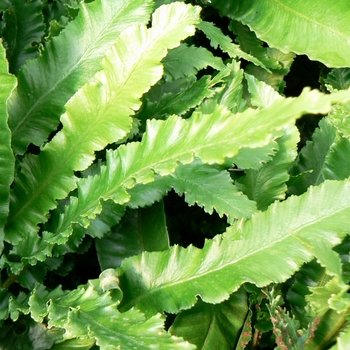 Asplenium scolopendrium 'Angustifolia'