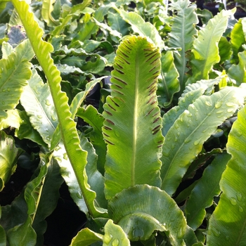 Asplenium scolopendrium 