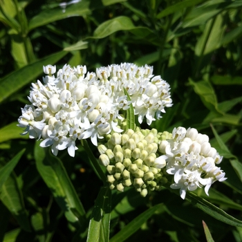 Asclepias incarnata 'Ice Ballet'