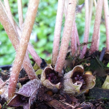 Asarum europaeum 