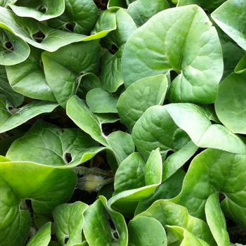 Asarum canadense