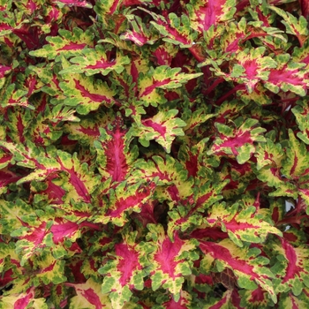 Coleus 'Gaga' 