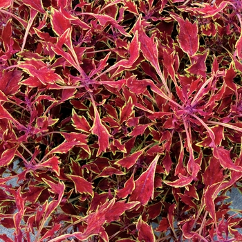 Coleus Hipsters™ 'Dexter'