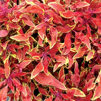 Coleus 'Jasper' 