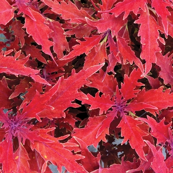 Coleus Hipsters™ 'Luca'