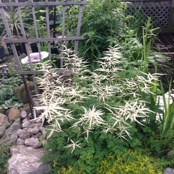 Aruncus 'Misty Lace'