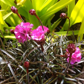 Armeria maritima 'Rubrifolia' 