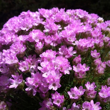 Armeria juniperifolia