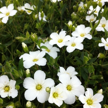 Arenaria montana