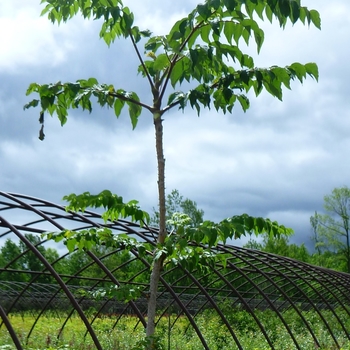 Aralia elata 