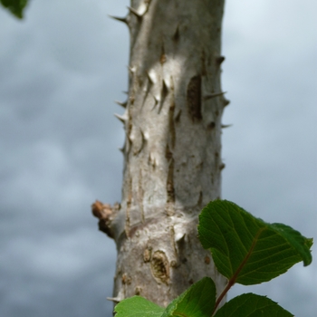 Aralia elata