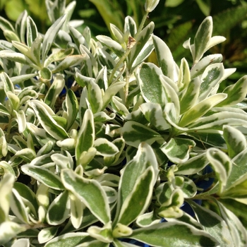 Arabis ferdinandi-coburgi 'Variegata' 