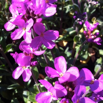 Arabis blepharophylla 'Spring Charm'