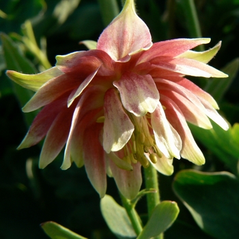 Aquilegia vulgaris 'Nora Barlow'