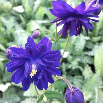 Aquilegia vulgaris 'Blue Barlow' 