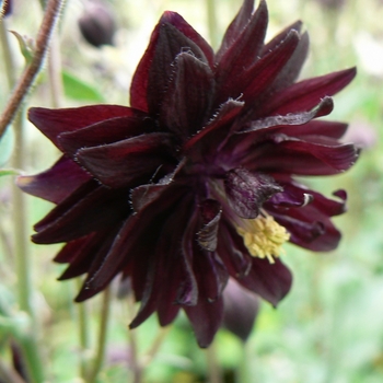 Aquilegia vulgaris 'Black Barlow'