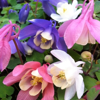 Aquilegia flabellata 'Cameo Series Mixed' 