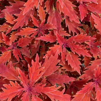 Coleus 'Fiona' 