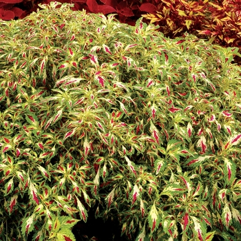 Coleus 'Jitters' 