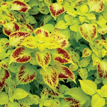 Coleus 'Pepperpot' 