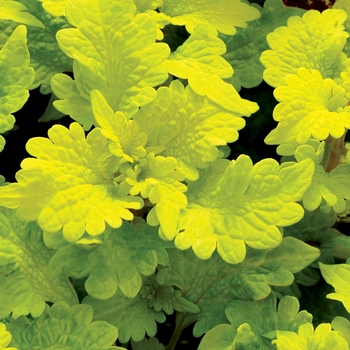 Coleus 'Peridot' 