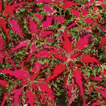 Coleus TERRA NOVA® 'Pink Poodle'