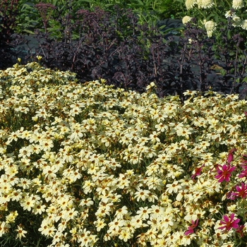 Coreopsis verticillata 'Buttermilk' PP27396