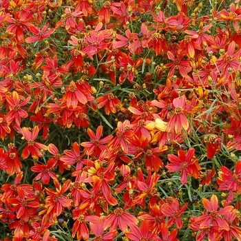 Coreopsis 'Ladybird'