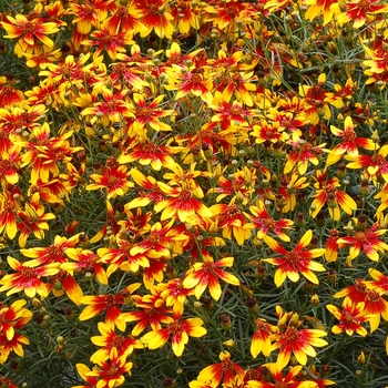 Coreopsis 'Lightning Bug' PP27361