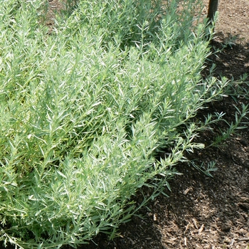 Artemisia ludoviciana